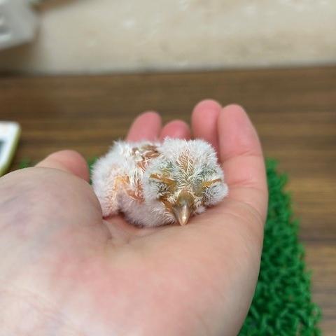 アフリカオオコノハズク